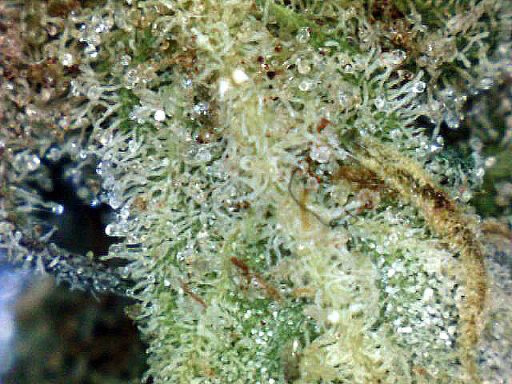 Cannabis y derivados