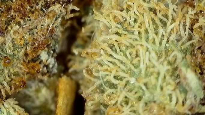 Cannabis y derivados