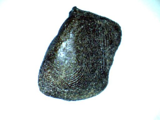 Cannabis y derivados